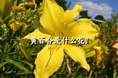 黄百合是什么花？