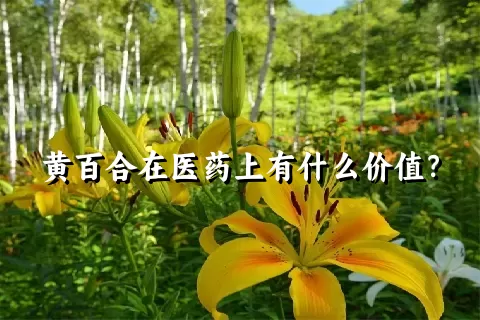 黄百合在医药上有什么价值？