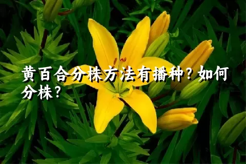 黄百合分株方法有播种？如何分株？