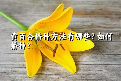 黄百合播种方法有哪些？如何播种？