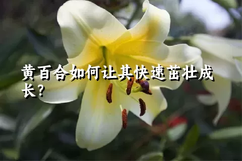 黄百合如何让其快速茁壮成长？