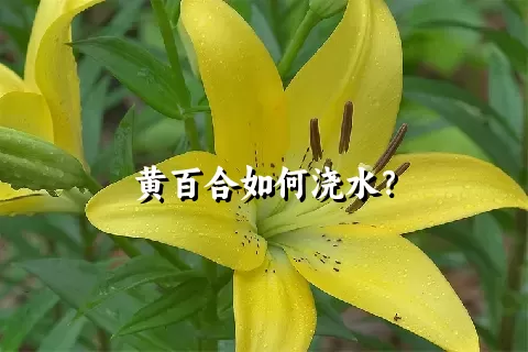 黄百合如何浇水？