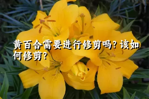 黄百合需要进行修剪吗？该如何修剪？