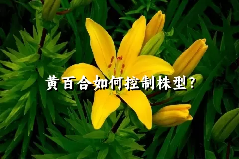 黄百合如何控制株型？