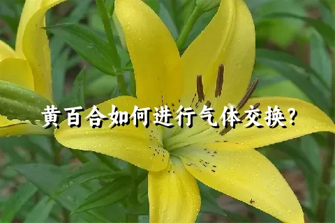 黄百合如何进行气体交换？