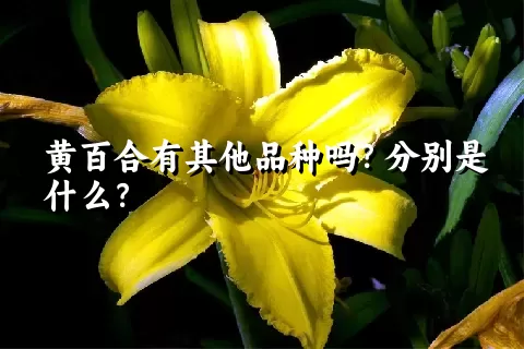 黄百合有其他品种吗？分别是什么？