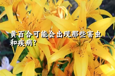 黄百合可能会出现那些害虫和疾病？