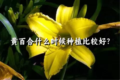 黄百合什么时候种植比较好？