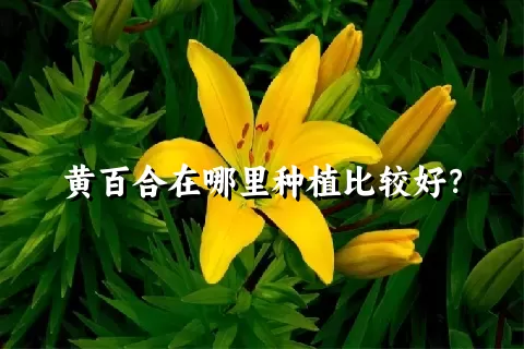 黄百合在哪里种植比较好？