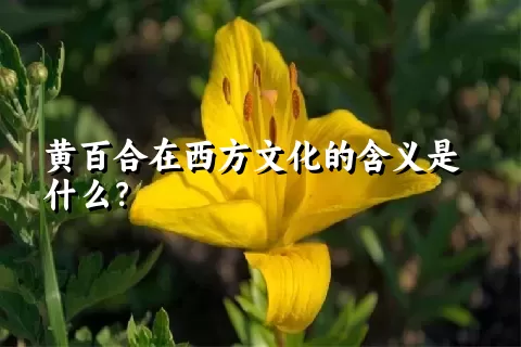 黄百合在西方文化的含义是什么？