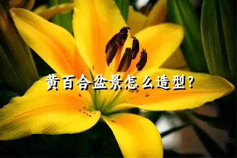 黄百合盆景怎么造型？