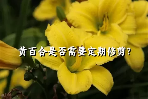 黄百合是否需要定期修剪？