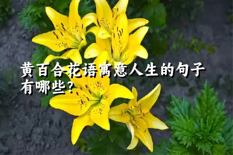 黄百合花语寓意人生的句子有哪些？