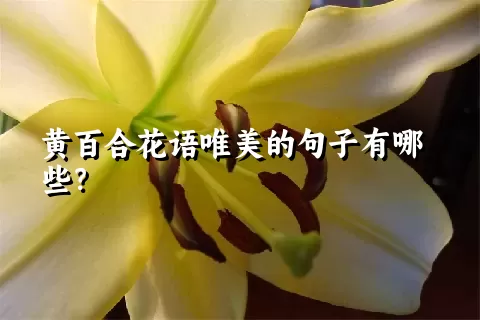 黄百合花语唯美的句子有哪些？