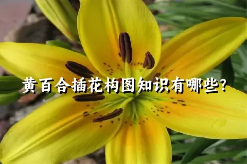 黄百合插花构图知识有哪些？