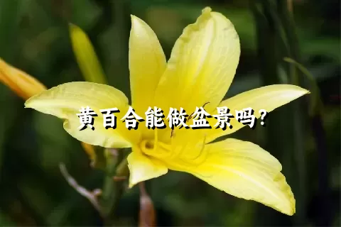 黄百合能做盆景吗？