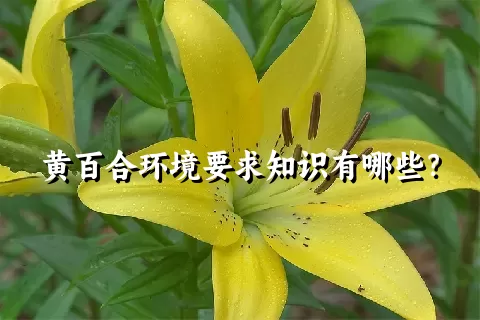 黄百合环境要求知识有哪些？