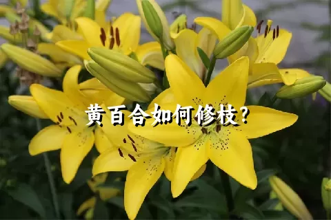 黄百合如何修枝？