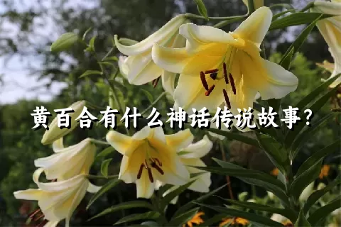 黄百合有什么神话传说故事？