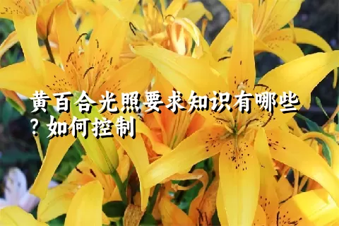 黄百合光照要求知识有哪些？如何控制