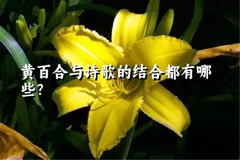 黄百合与诗歌的结合都有哪些？