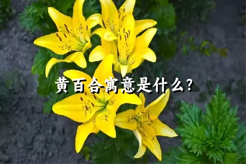 黄百合寓意是什么？