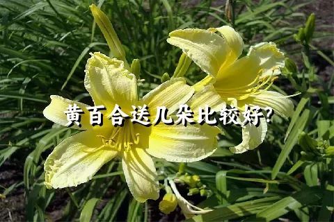 黄百合送几朵比较好？