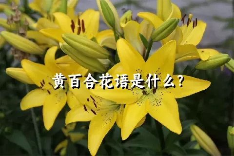 黄百合花语是什么？