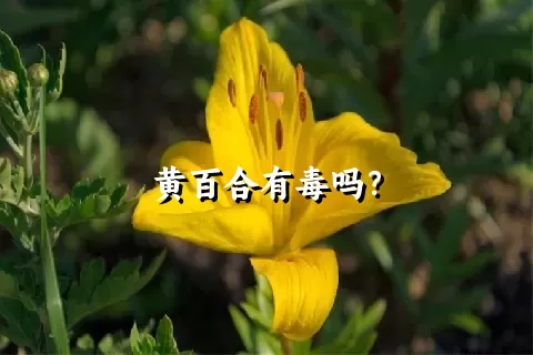 黄百合有毒吗？