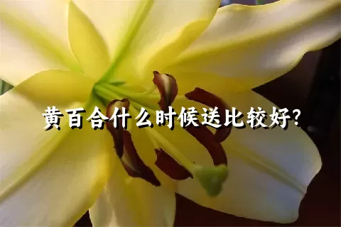 黄百合什么时候送比较好？