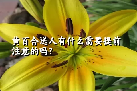 黄百合送人有什么需要提前注意的吗？