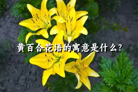 黄百合花语的寓意是什么？