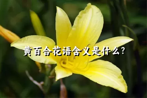 黄百合花语含义是什么？