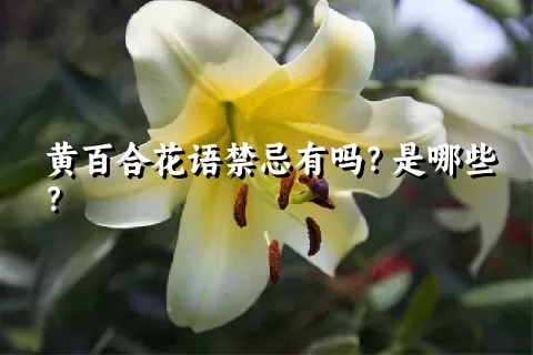 黄百合花语禁忌有吗？是哪些？