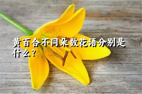 黄百合不同朵数花语分别是什么？