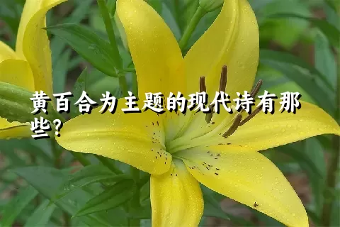 黄百合为主题的现代诗有那些？