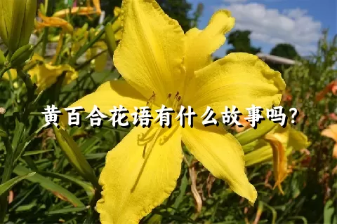 黄百合花语有什么故事吗？