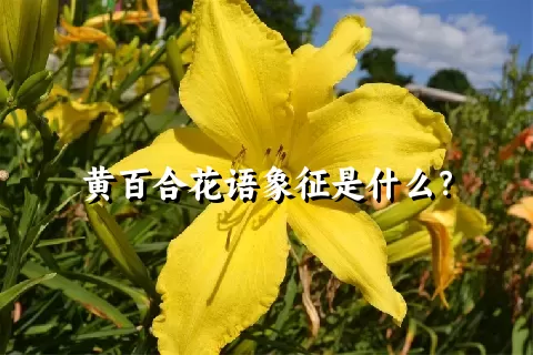 黄百合花语象征是什么？