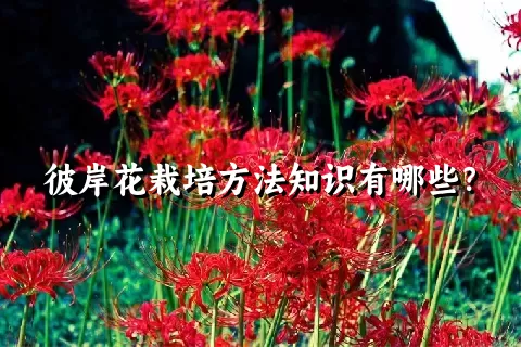 彼岸花栽培方法知识有哪些？