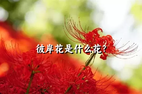 彼岸花是什么花？