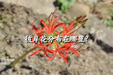 彼岸花分布在哪里?