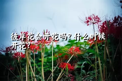 彼岸花会开花吗？什么时候开花？