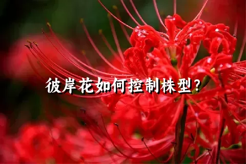 彼岸花如何控制株型？