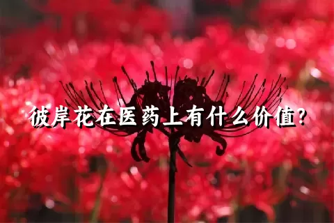 彼岸花在医药上有什么价值？