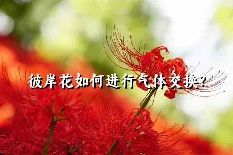 彼岸花如何进行气体交换？