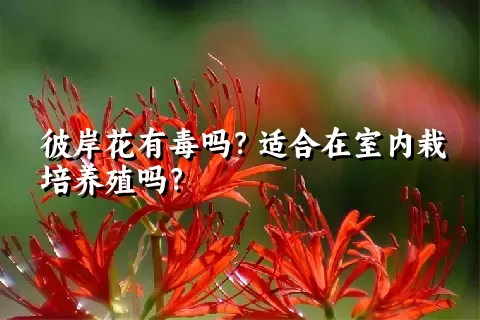 彼岸花有毒吗？适合在室内栽培养殖吗？