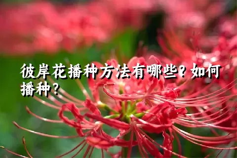 彼岸花播种方法有哪些？如何播种？