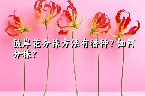 彼岸花分株方法有播种？如何分株？