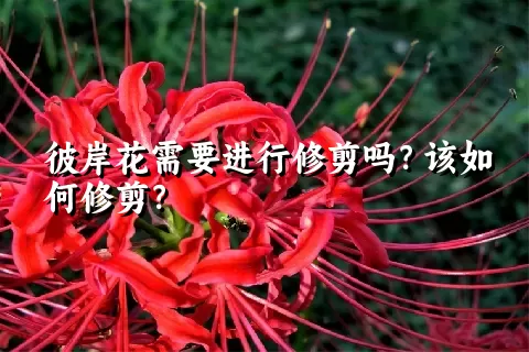 彼岸花需要进行修剪吗？该如何修剪？