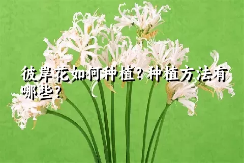 彼岸花如何种植？种植方法有哪些？